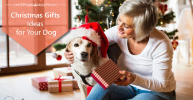 Christmas Gifts Ideas For Your Dog